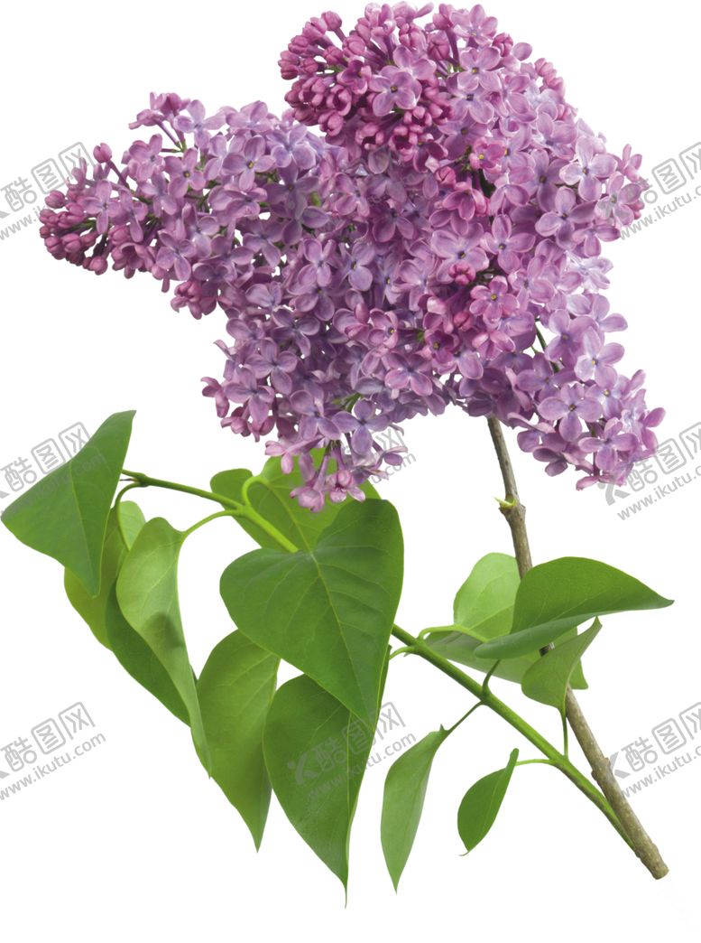 编号：50234207041729161255【酷图网】源文件下载-丁香花