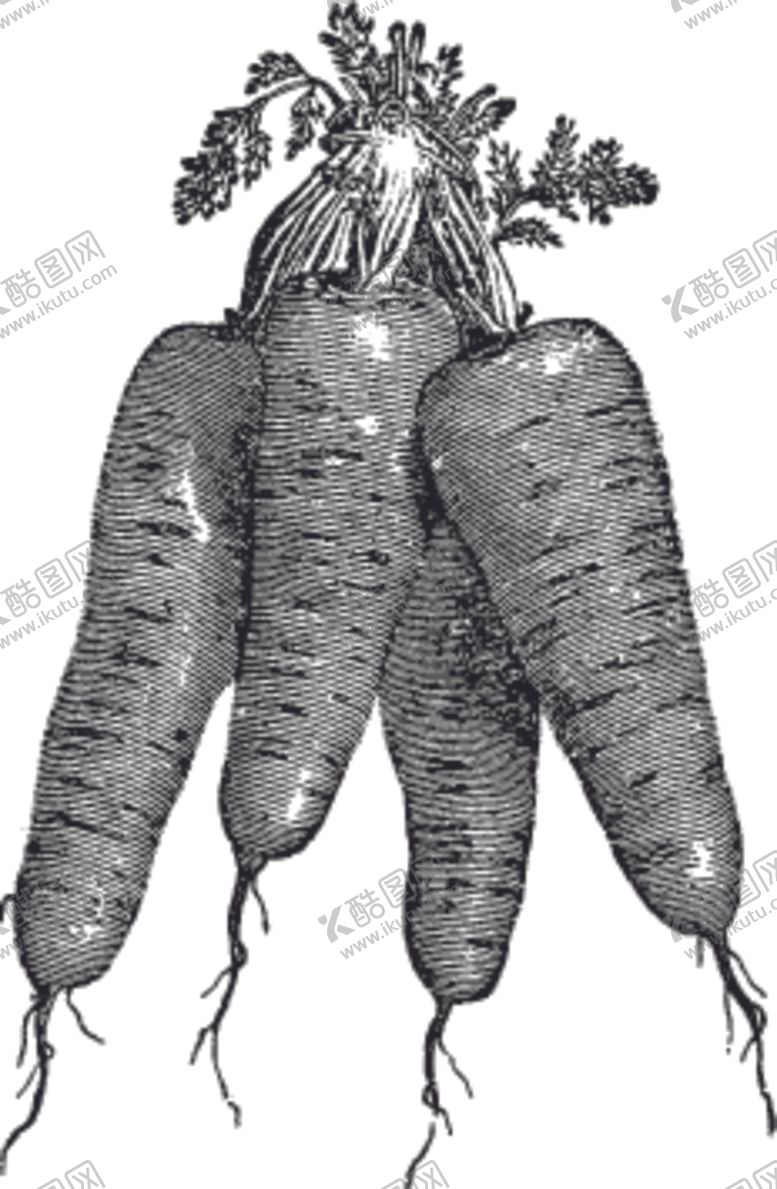 编号：61280410141535348707【酷图网】源文件下载-素描手绘蔬菜