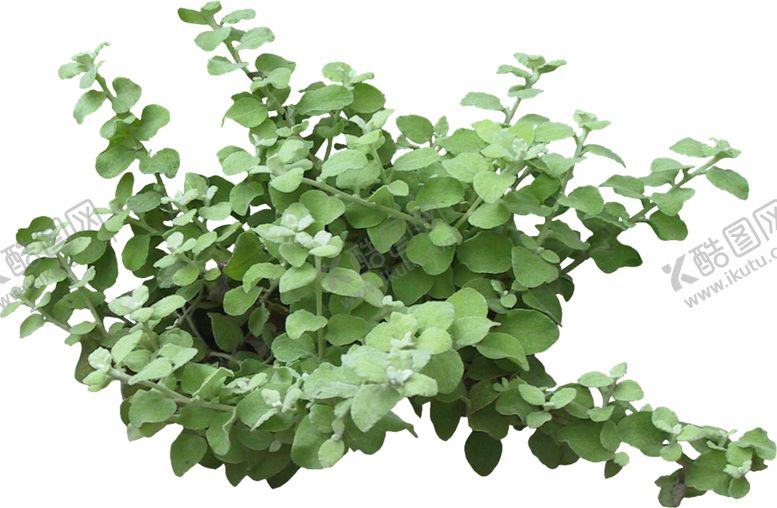 编号：91945709210144258957【酷图网】源文件下载-树马齿笕