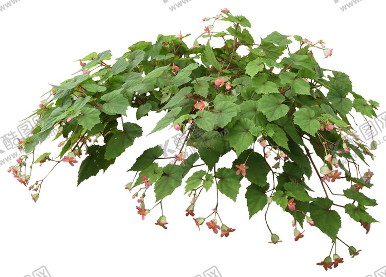 编号：18781609162104277793【酷图网】源文件下载-盆栽植物