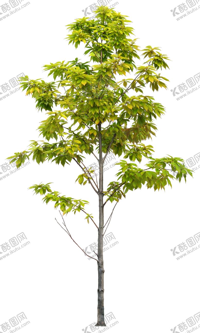 编号：41445310041732527320【酷图网】源文件下载-免扣植物素材图片