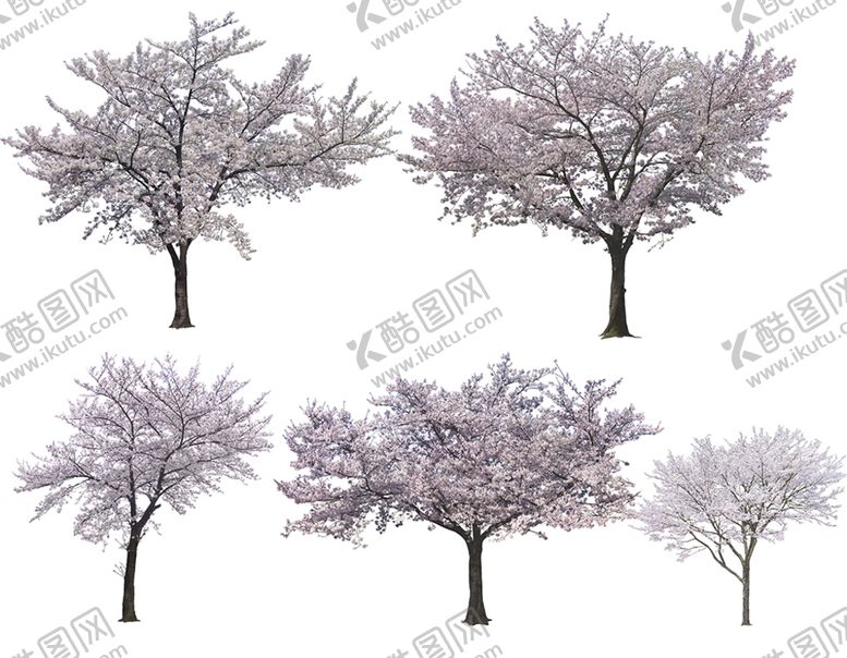 编号：80664210171833106196【酷图网】源文件下载-高清樱花 花树 素材图片