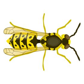 黄蜂