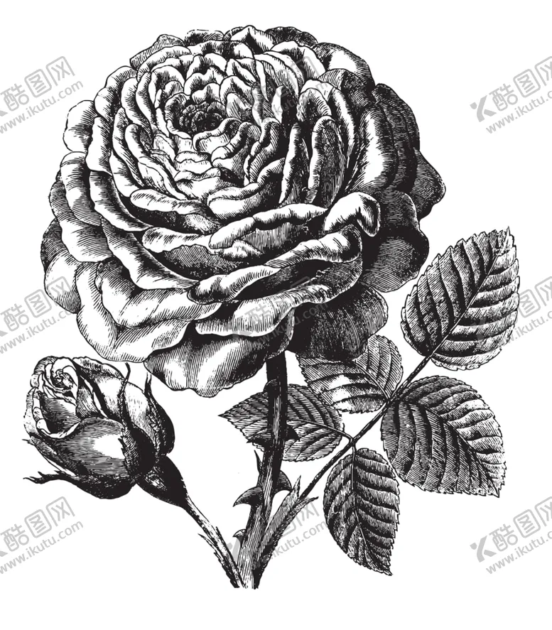 编号：20777509092053212483【酷图网】源文件下载-素描绘画植物花朵