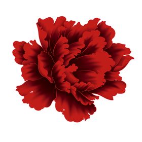 牡丹花