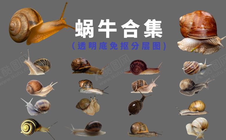 编号：31499805121722086531【酷图网】源文件下载-蜗牛