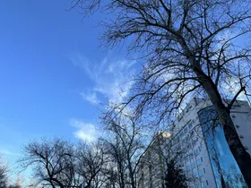 天空蓝树木剪影