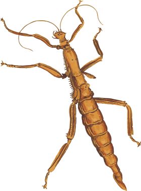 蚂蚱昆虫插画