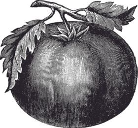 素描手绘蔬菜