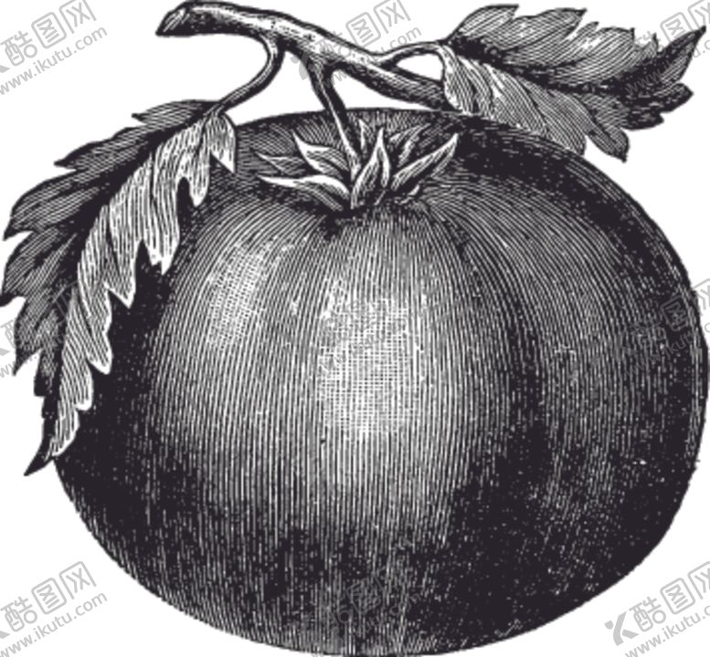 编号：80043509151333179168【酷图网】源文件下载-素描手绘蔬菜