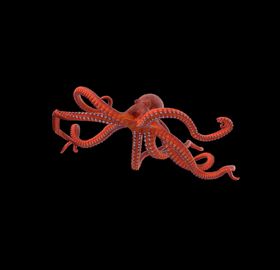 海洋生物