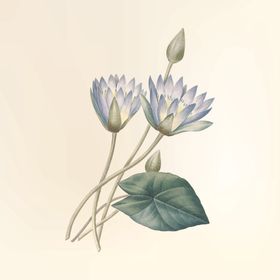 地产立夏夏至荷叶花苞海报
