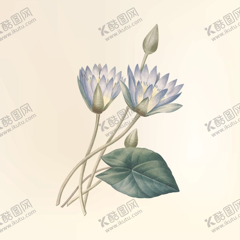 编号：89371909132026504669【酷图网】源文件下载-化和荷叶花苞