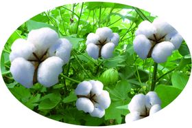 棉花