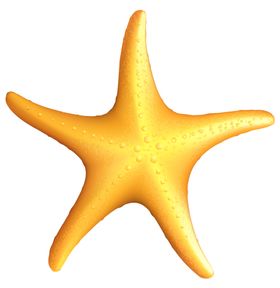 海星
