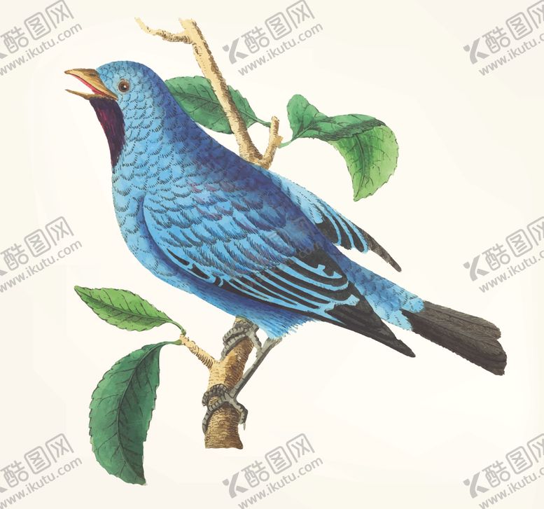 编号：84874004281710455744【酷图网】源文件下载-鸟类插画