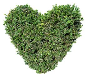 心星绿色植物