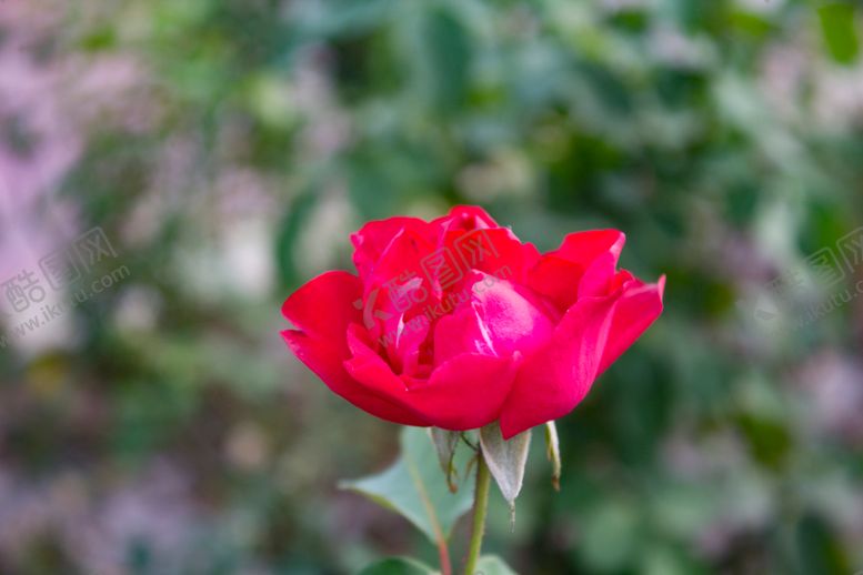 编号：13379109210705494232【酷图网】源文件下载-月季