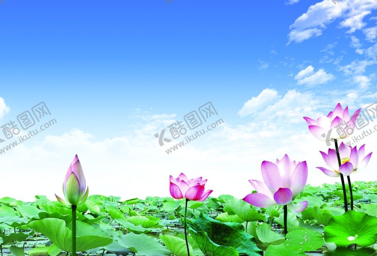 编号：93863601172146542767【酷图网】源文件下载-荷花