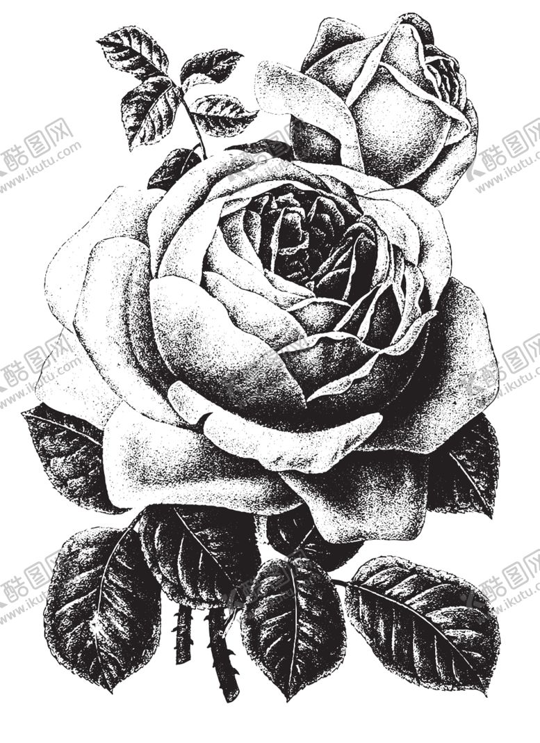 编号：25033710240456174398【酷图网】源文件下载-素描绘画植物花朵