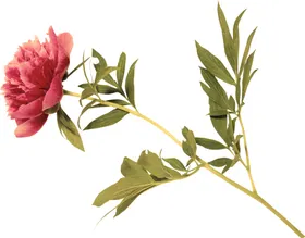 水彩绘画植物花朵