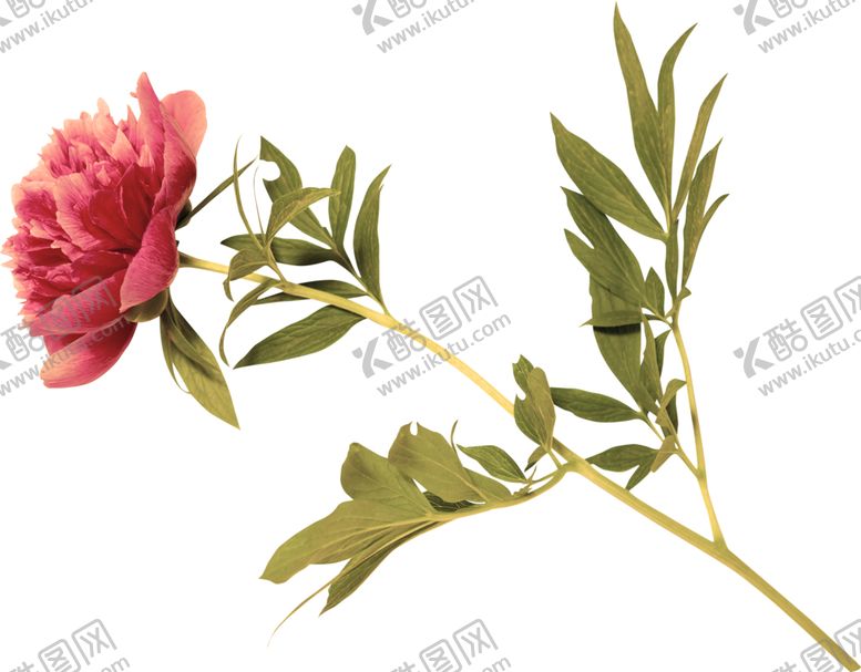 编号：69036110172334437646【酷图网】源文件下载-水彩绘画植物花朵