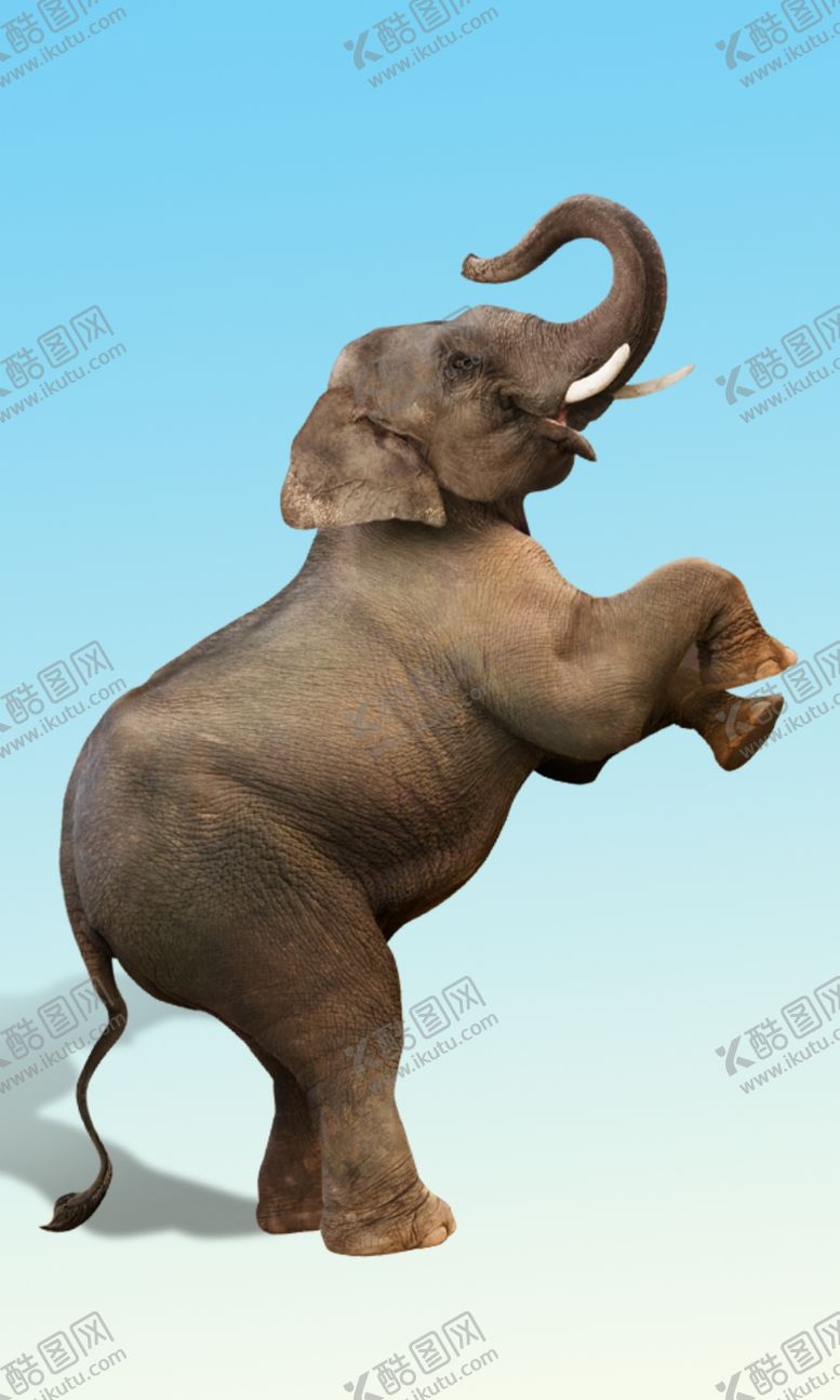 编号：86780509191346282767【酷图网】源文件下载-大象起舞