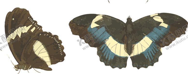 编号：49382010281754043524【酷图网】源文件下载-蝴蝶昆虫插画
