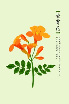 中药凌霄花