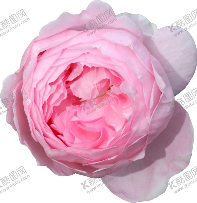编号：30254810220639027890【酷图网】源文件下载-花朵