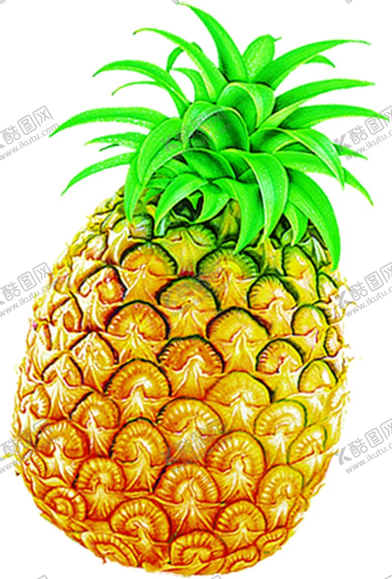 编号：86943309220005442424【酷图网】源文件下载-菠萝