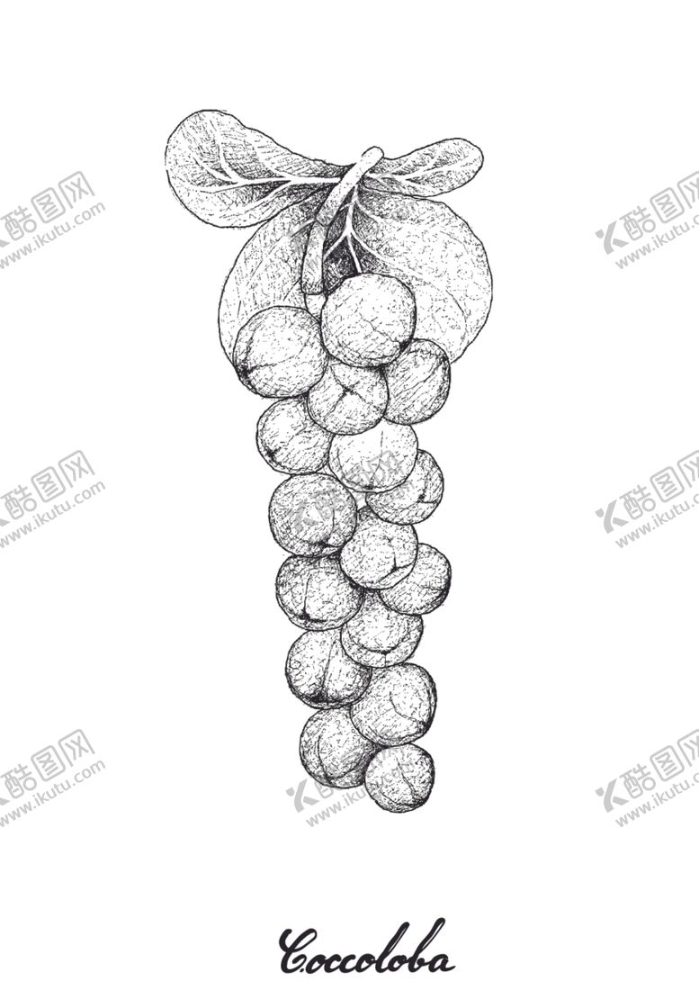 编号：65751410081611041876【酷图网】源文件下载-白描水果