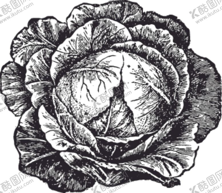 编号：82373909282045525525【酷图网】源文件下载-素描手绘蔬菜