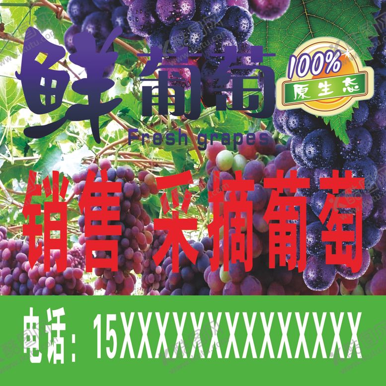 葡萄采摘水果邮寄紫色销售