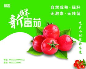 新鲜番茄自然成熟色泽艳