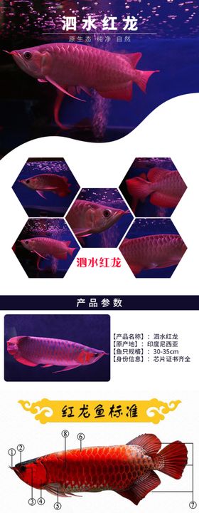 红龙鱼水族观赏鱼网页详情页