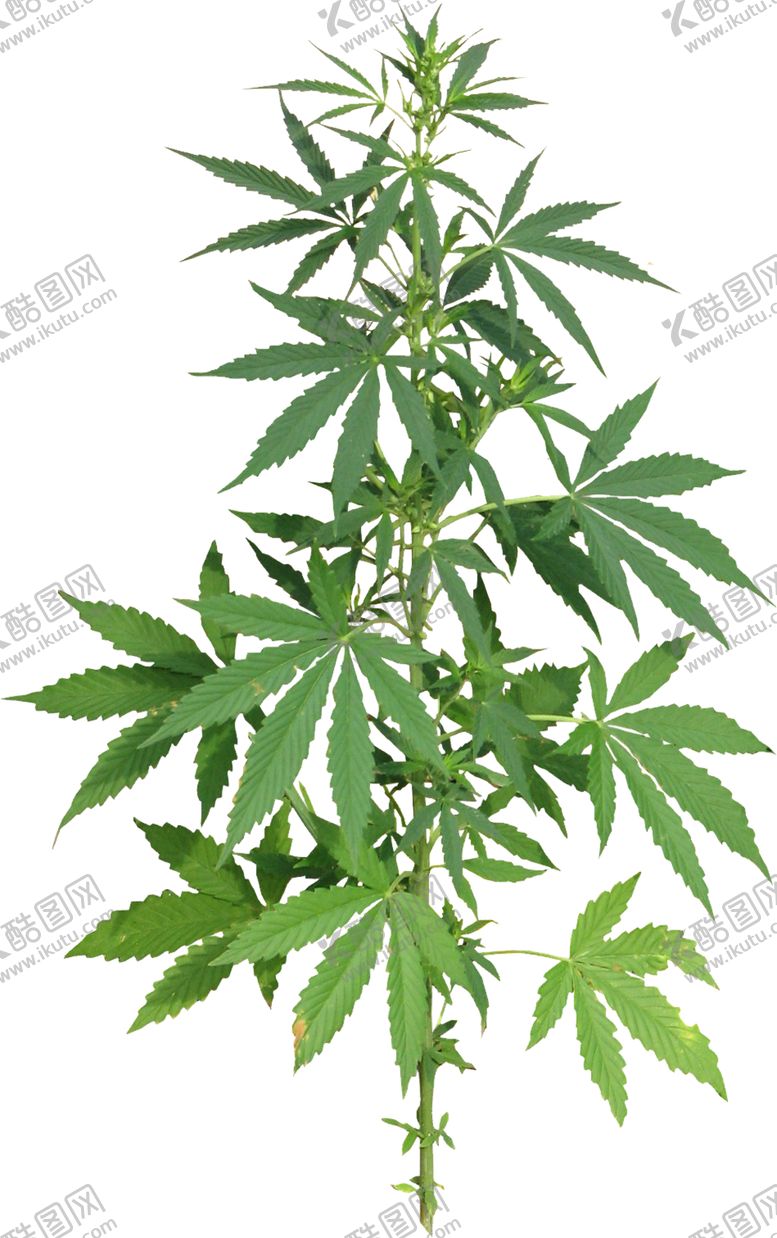 编号：50596910011844008533【酷图网】源文件下载-小清新植物