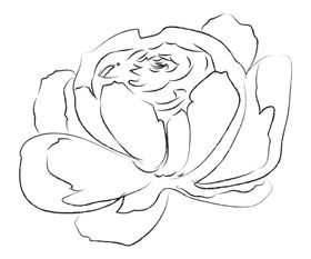 手绘植物花卉
