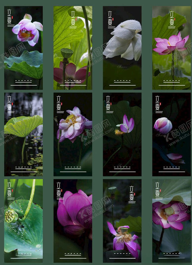 编号：79927305241808517452【酷图网】源文件下载-多样荷花姿态摄影集