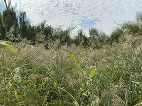 清明节水墨芦苇简单大气宣传海报