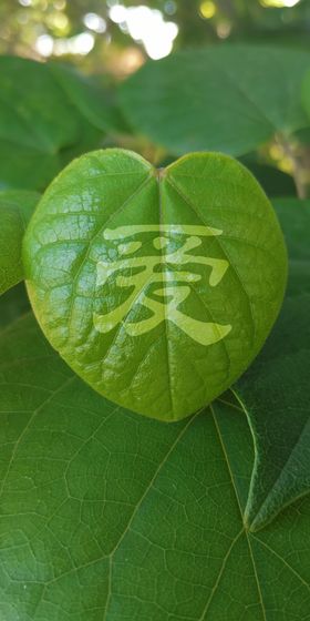 绿色壁纸树叶爱壁纸