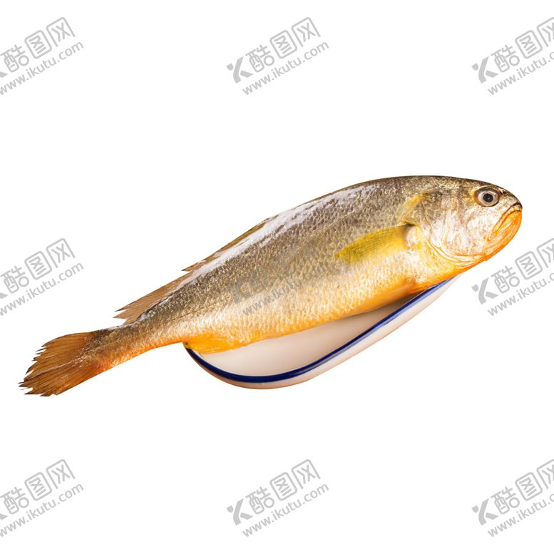 编号：61956904122005477250【酷图网】源文件下载-黄花鱼大黄鱼