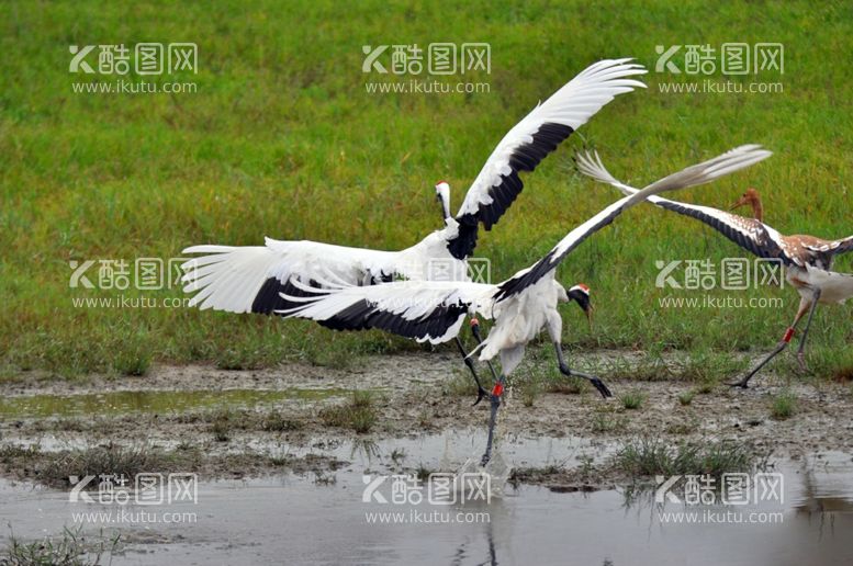 编号：32039112230118425541【酷图网】源文件下载-展翅鹤