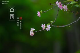 谷雨摄影图片