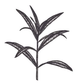 简笔绘画植物花朵图谱