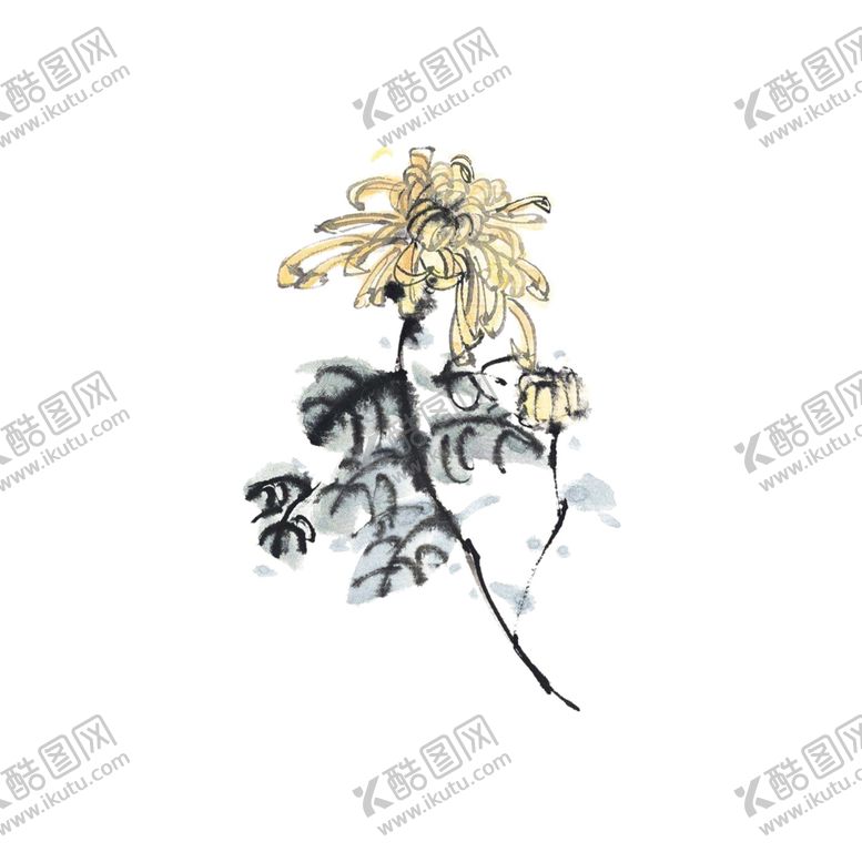 编号：72853706232245426485【酷图网】源文件下载-菊花素材