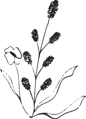 手绘花卉元素