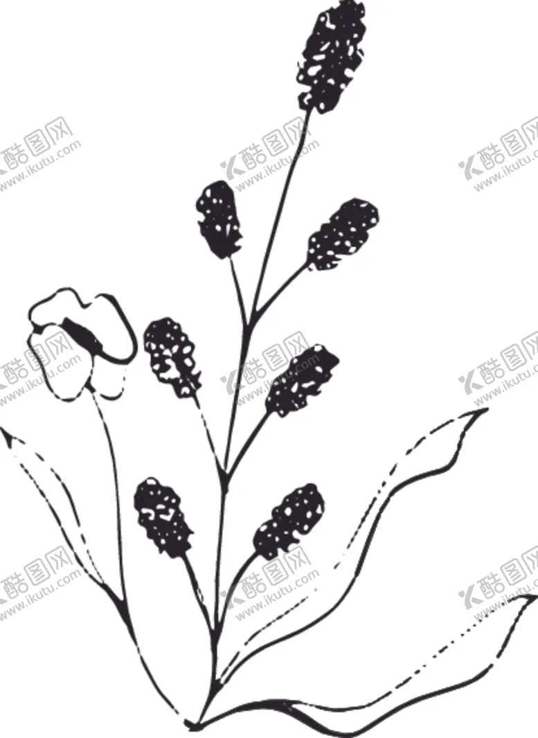 编号：95643106270633545396【酷图网】源文件下载-手绘花卉元素