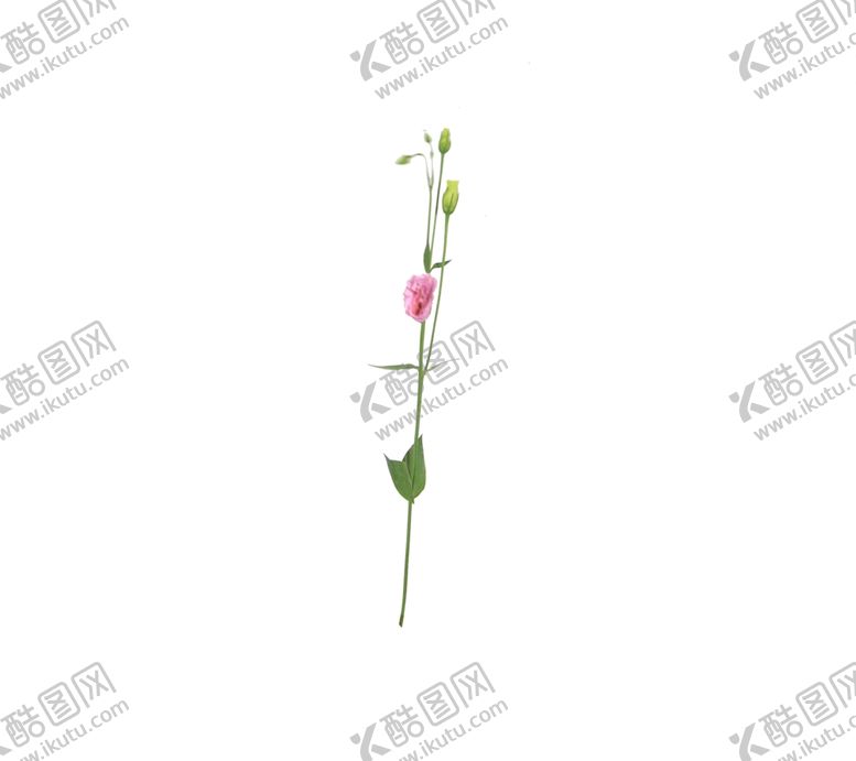 编号：55339710282315354558【酷图网】源文件下载-单只花退底鲜花花枝花朵