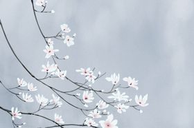手绘樱花